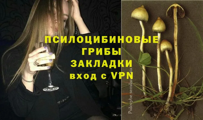 где продают   мега зеркало  Галлюциногенные грибы Psilocybe  Большой Камень 